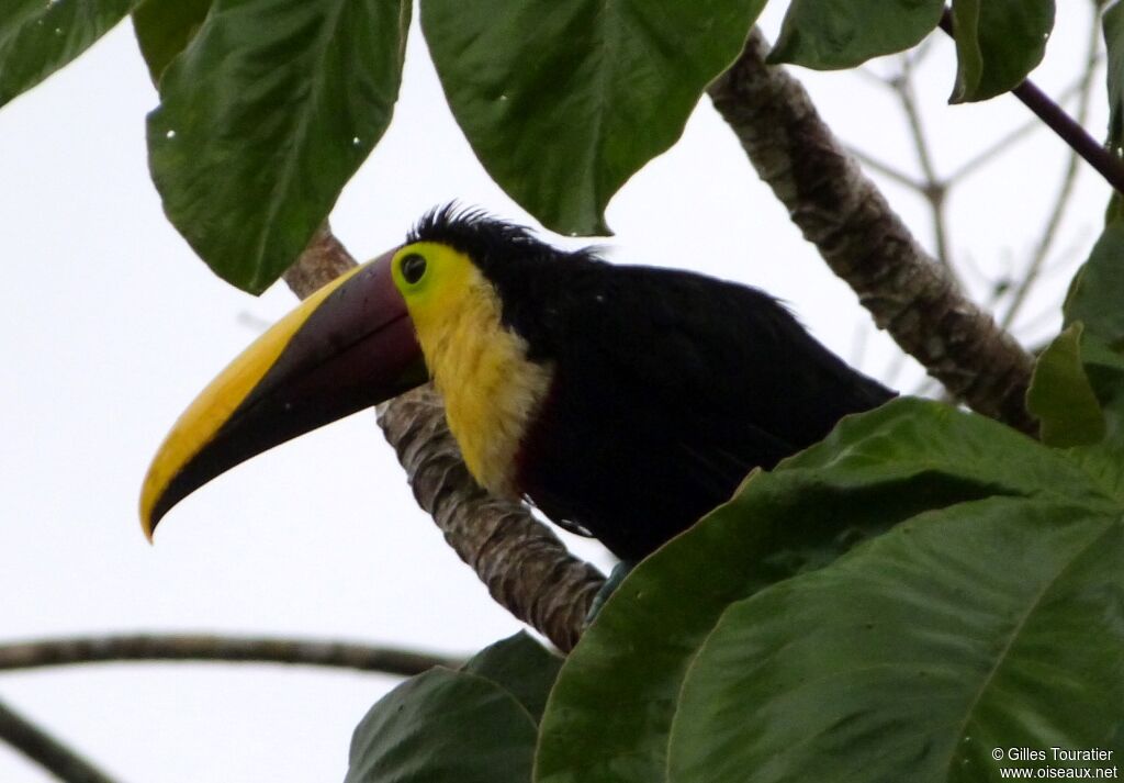 Yellow-throated Toucanadult