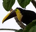 Toucan tocard