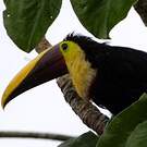 Toucan tocard
