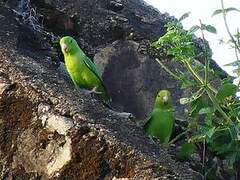 Green-rumped Parrotlet