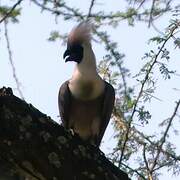 Bare-faced Go-away-bird