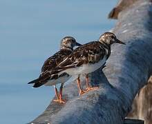 Ruddy Turnstone