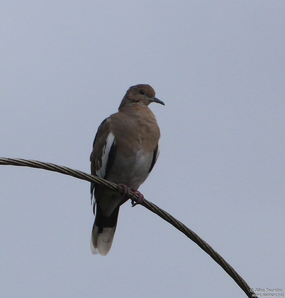 White-winged Dove