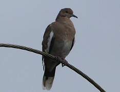 White-winged Dove