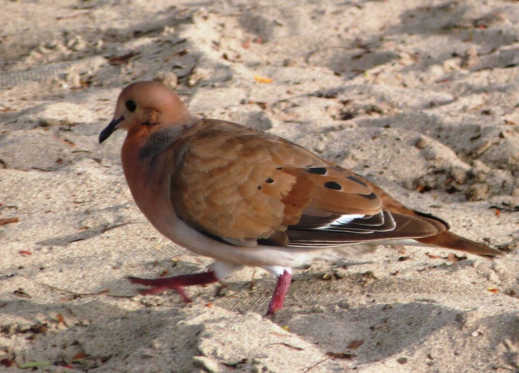 Zenaida Dove