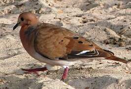 Zenaida Dove