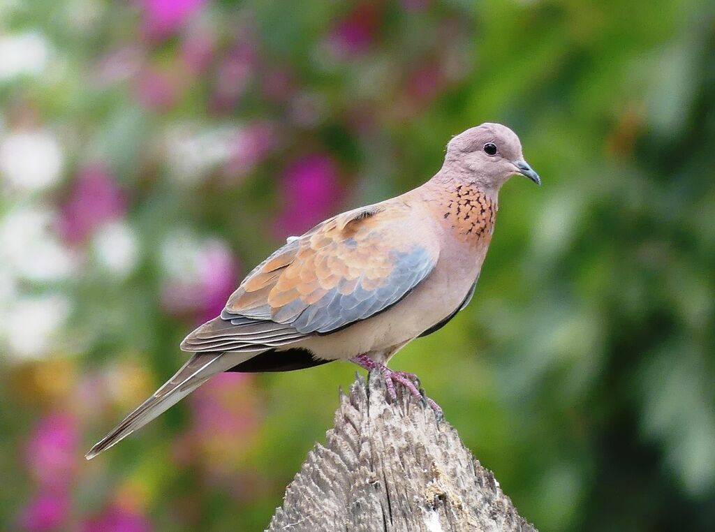 Laughing Dove