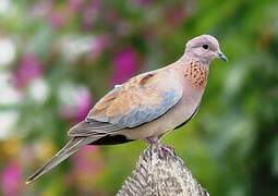 Laughing Dove