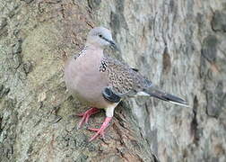 Spotted Dove