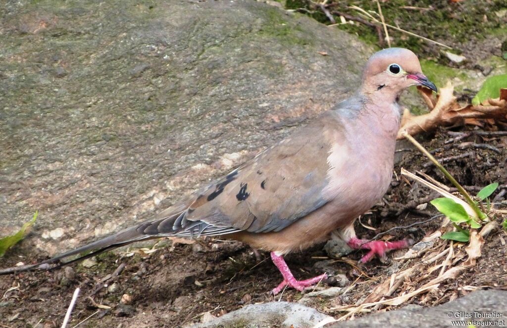 Mourning Dove