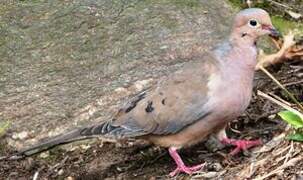 Mourning Dove