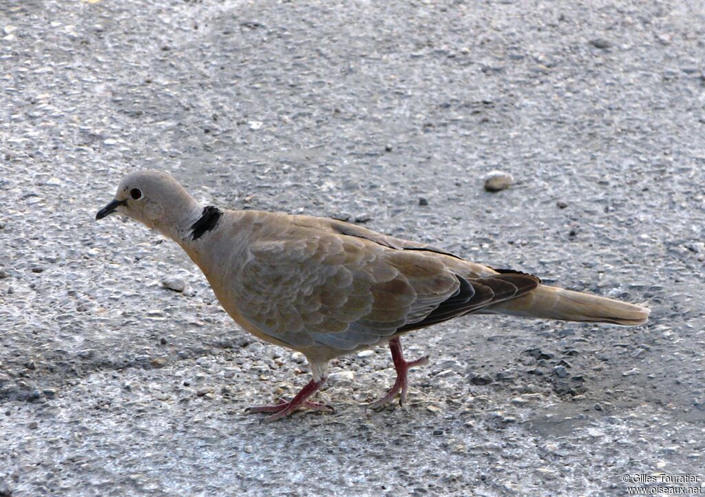 Eurasian Collared Dove