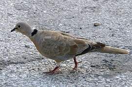 Eurasian Collared Dove