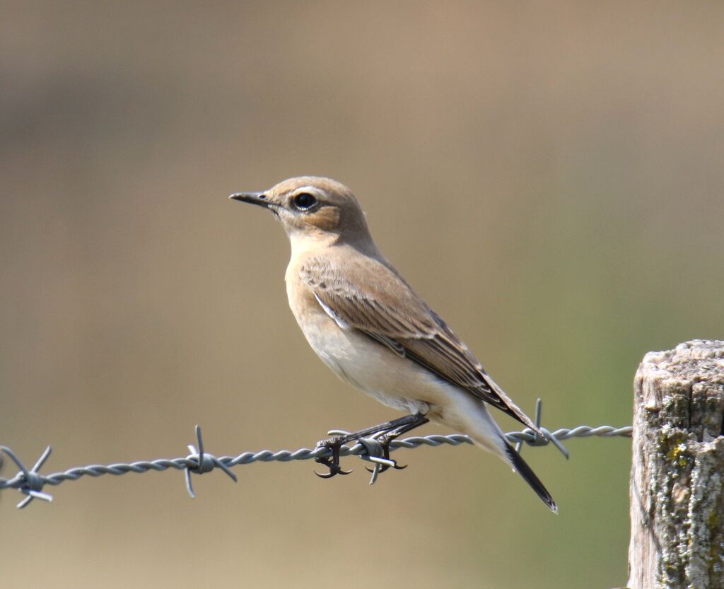 Northern Wheatear