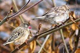 Red-billed Quelea