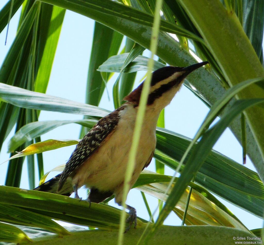 Rufous-naped Wren