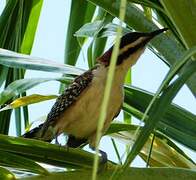 Veracruz Wren