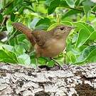 Troglodyte austral