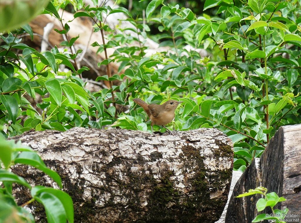 House Wren