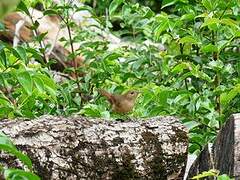 House Wren