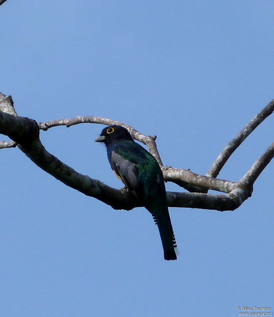 Trogon à lunettes jaunes