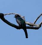 Trogon à lunettes jaunes