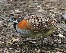 Madagascar Buttonquail