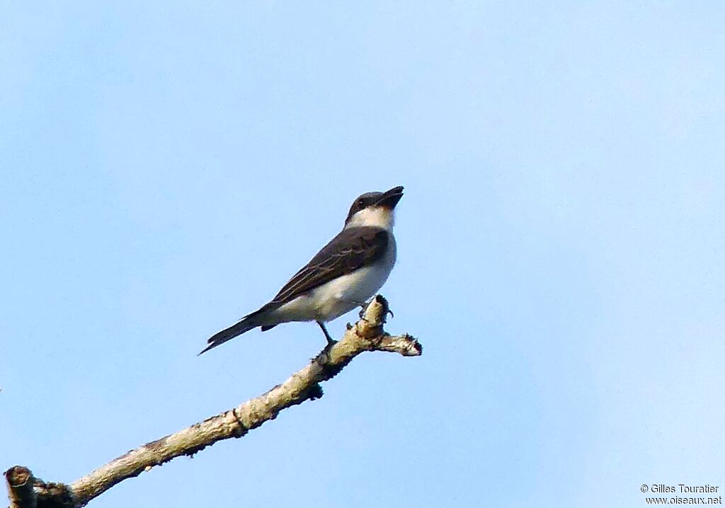 Grey Kingbird