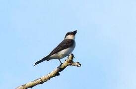 Grey Kingbird