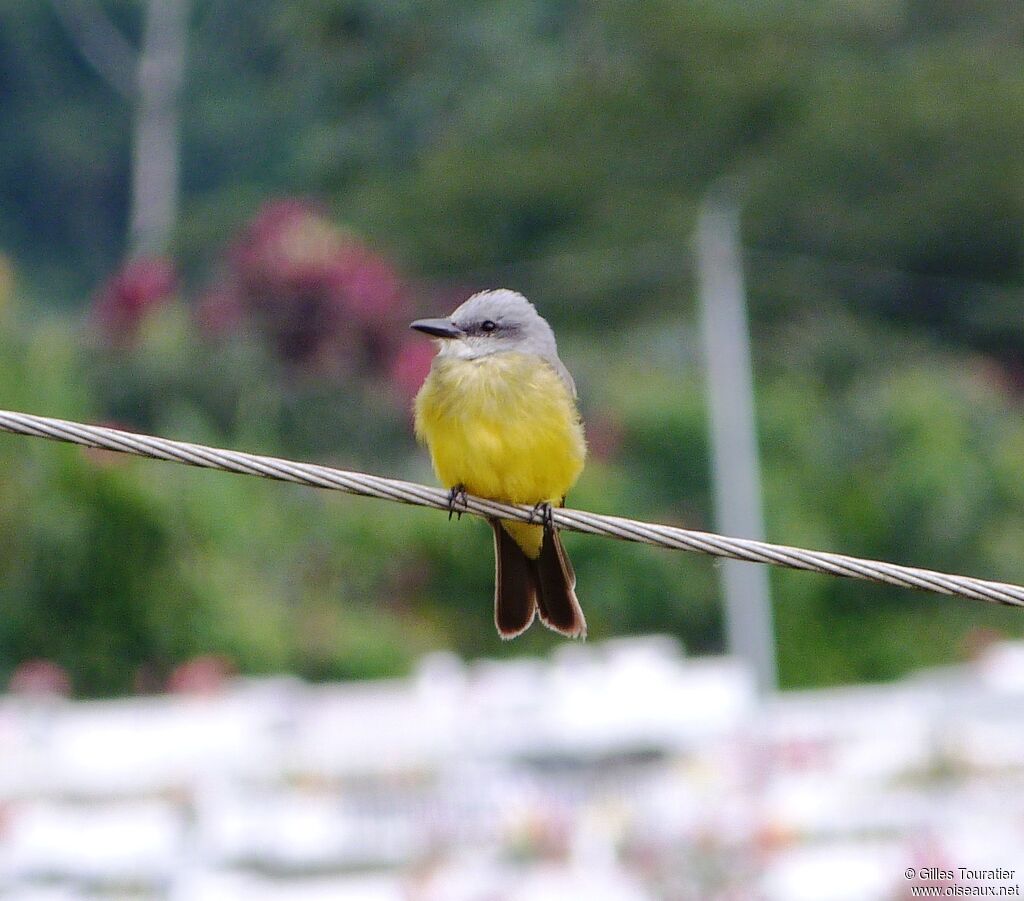 Tropical Kingbird