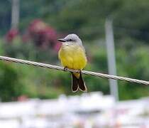 Tropical Kingbird