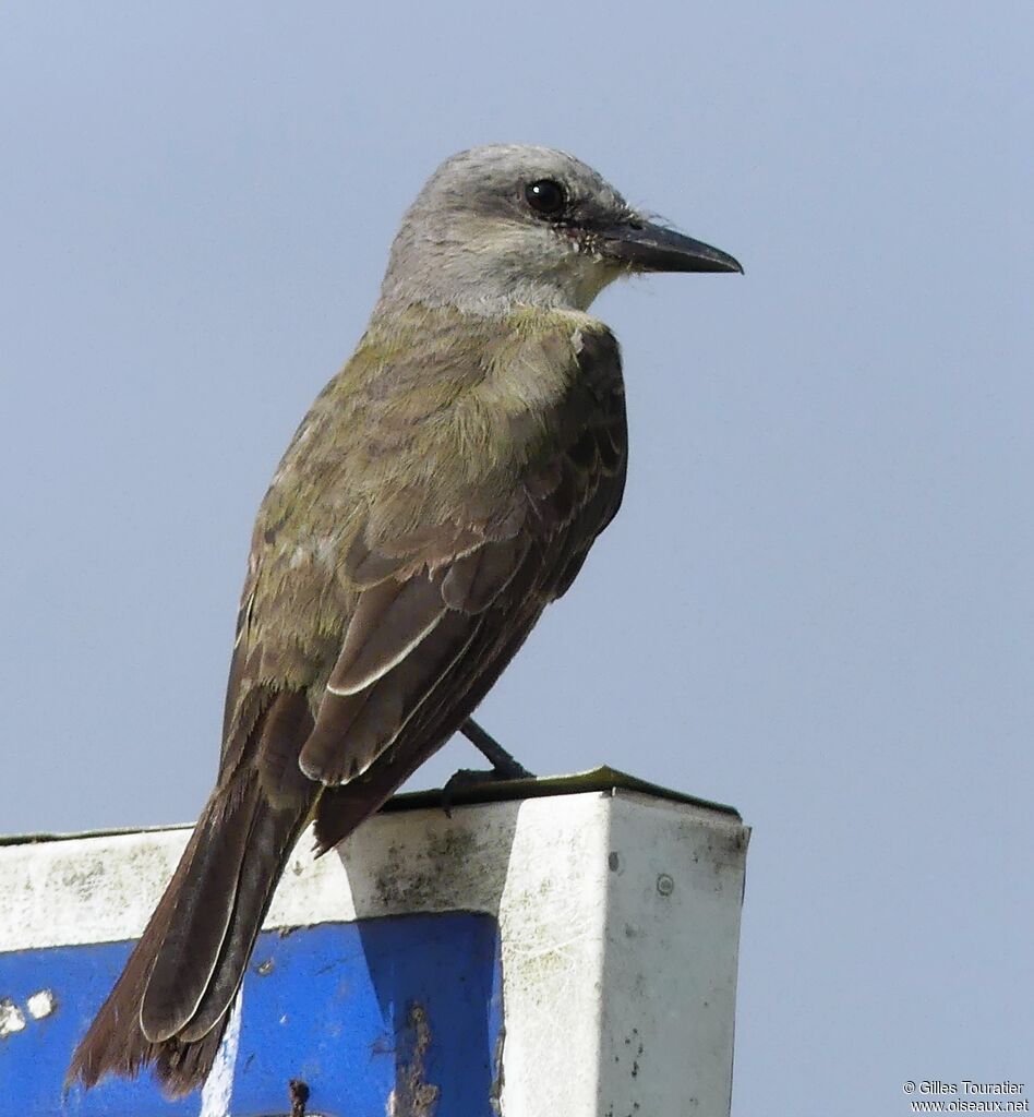 Tropical Kingbird