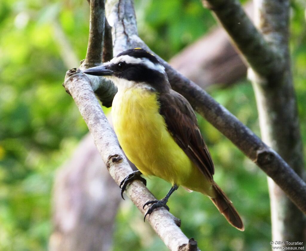 Great Kiskadee