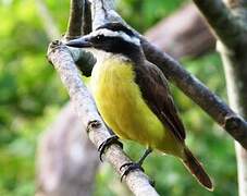 Great Kiskadee