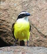 Great Kiskadee