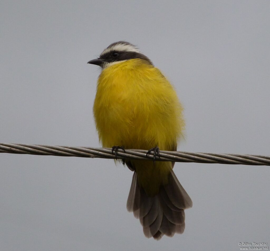 Social Flycatcher