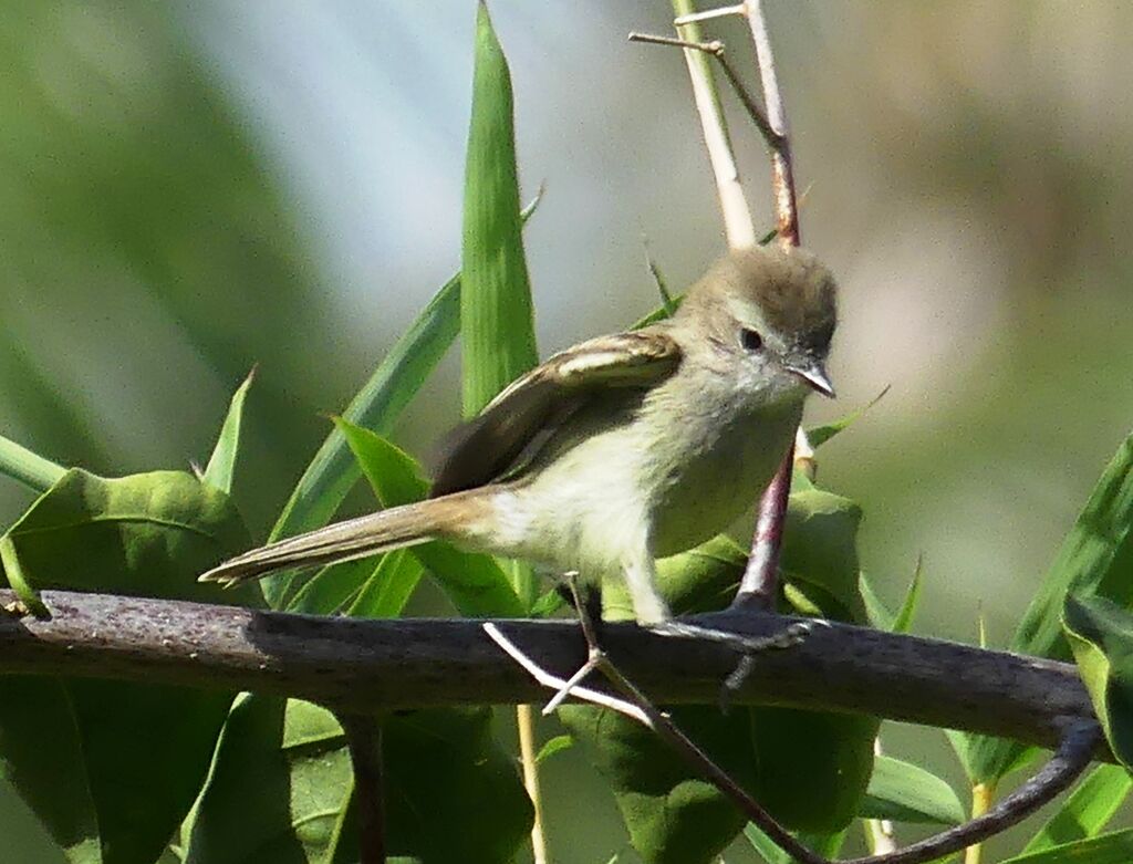 Mouse-colored Tyrannulet