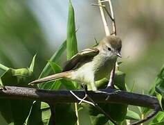 Mouse-colored Tyrannulet