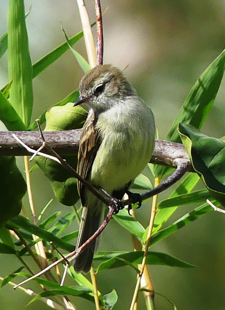 Southern Mouse-colored Tyrannulet