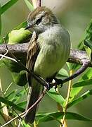 Southern Mouse-colored Tyrannulet