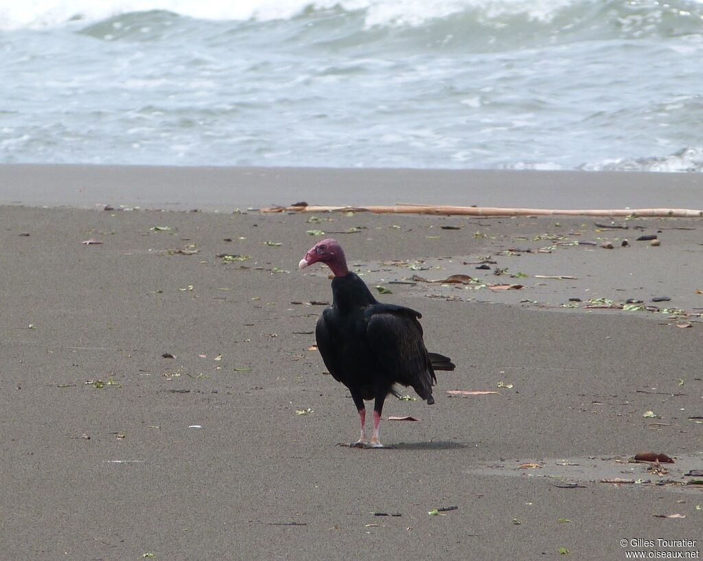 Turkey Vulture