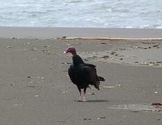 Turkey Vulture