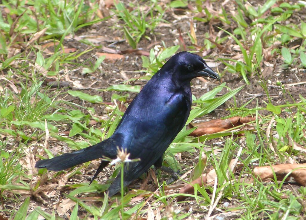 Shiny Cowbird