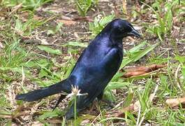 Shiny Cowbird