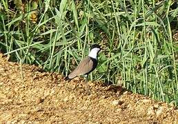 Spur-winged Lapwing