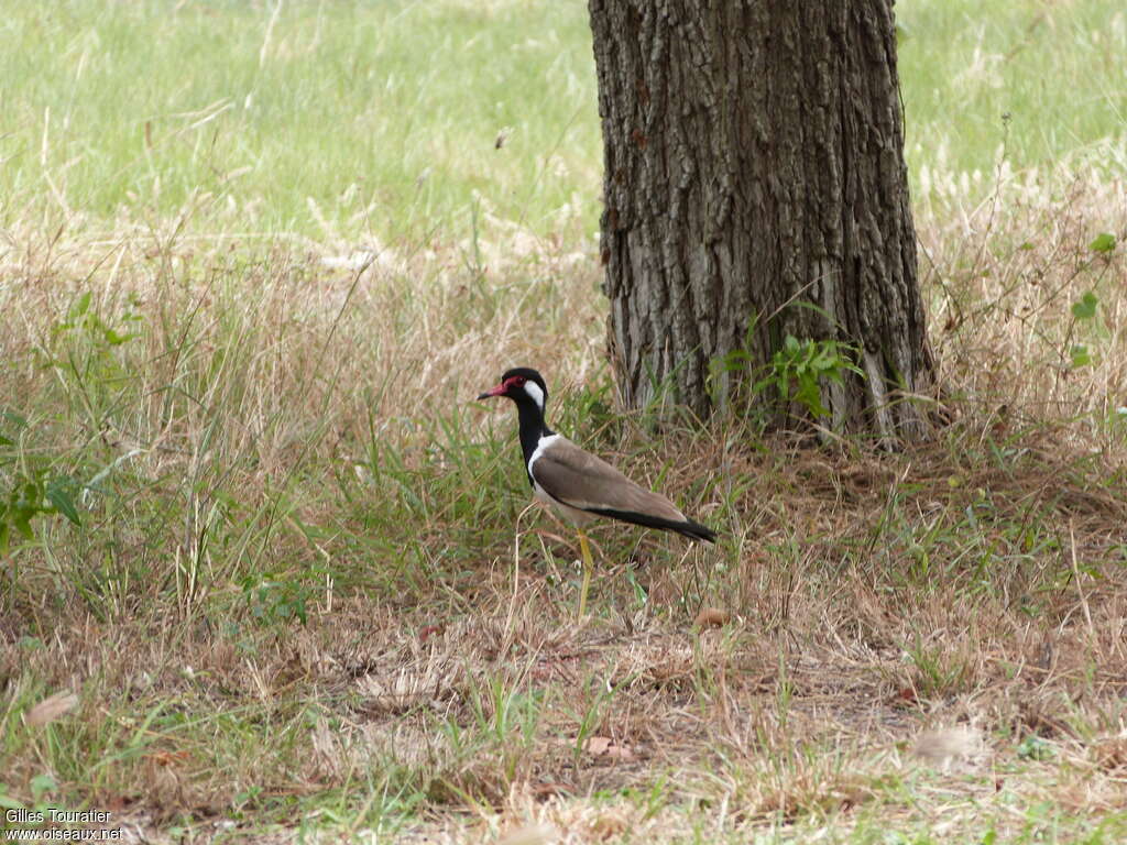 Red-wattled Lapwingadult, habitat