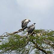 White-backed Vulture