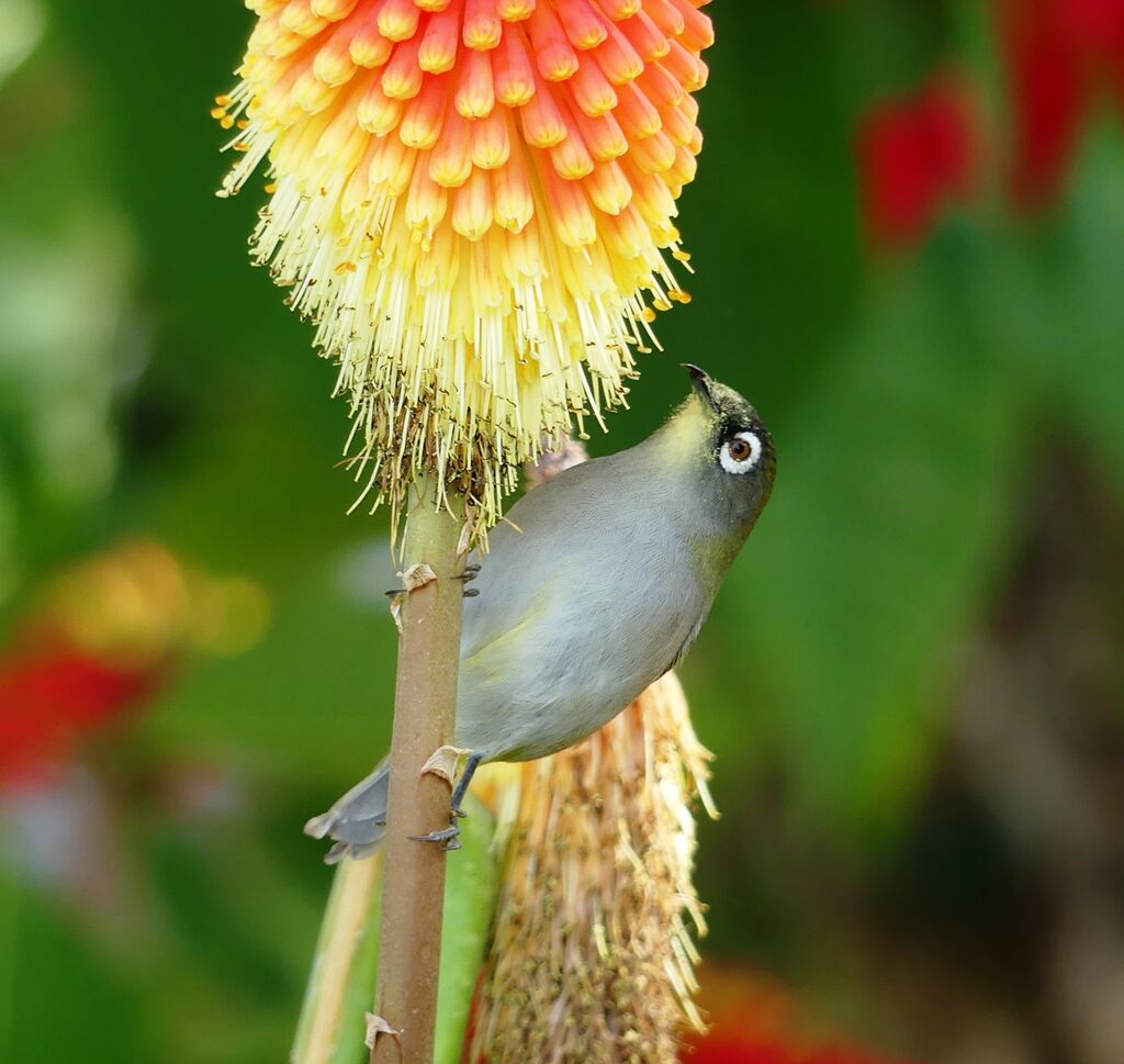 Zostérops de la Réunion