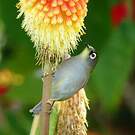 Zostérops de la Réunion