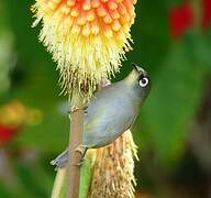 Zostérops de la Réunion